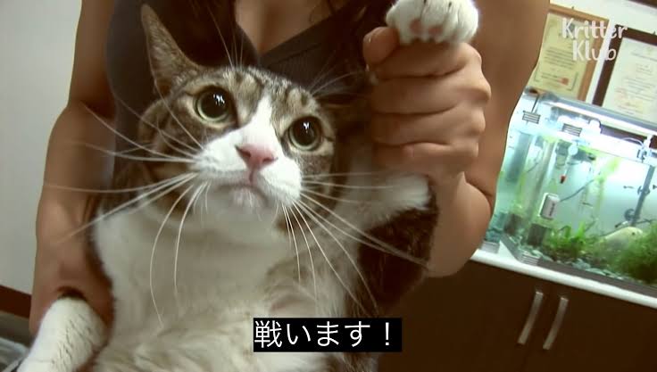戦います！