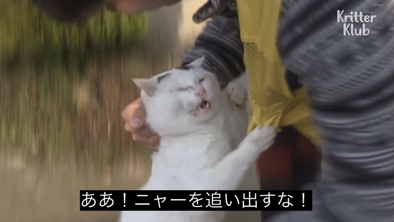 ああ！ニャーを追い出すな！