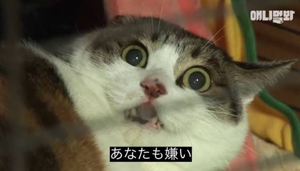 あなたも嫌い