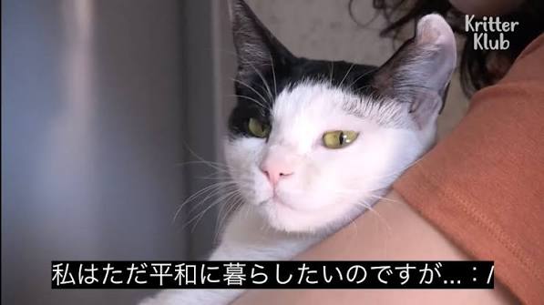 私はただ平和に暮らしたいのですが……