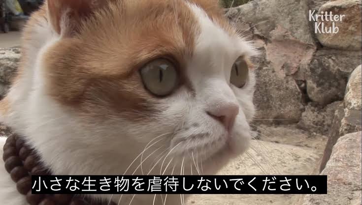 小さな生き物を虐待しないでください